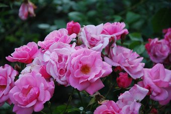 DSC_0002.JPG