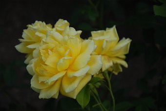 DSC_0019.JPG
