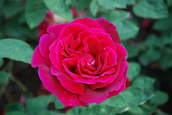 DSC_0020.JPG