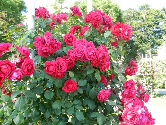 DSCN1264.JPG