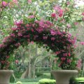 DSC01017.JPG